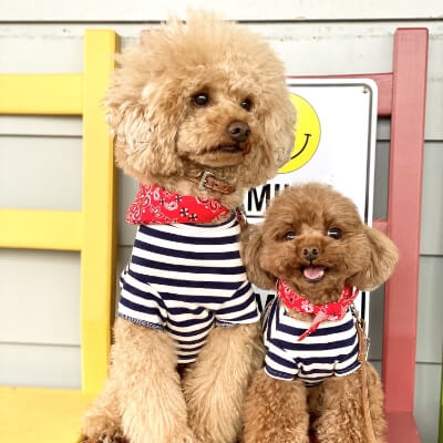 ディノセナのカレンダー、今年はWで発売!